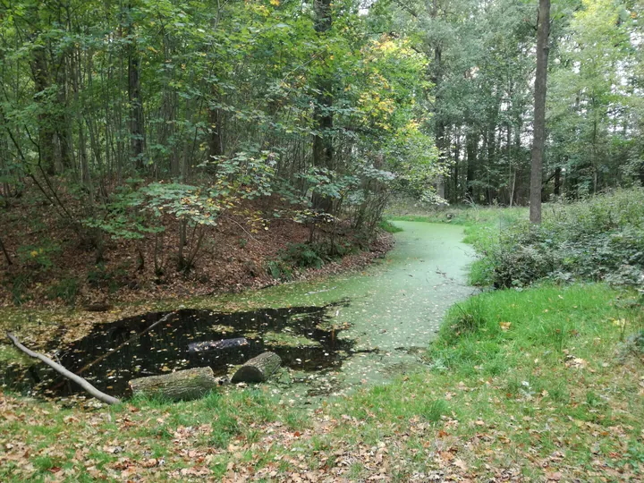 Galgebossen (Poperinge, Elverdinge, Vlamertinge) (Belgie)